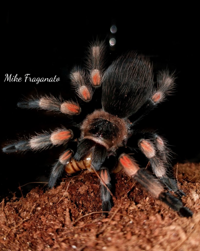 Brachypelma hamorii