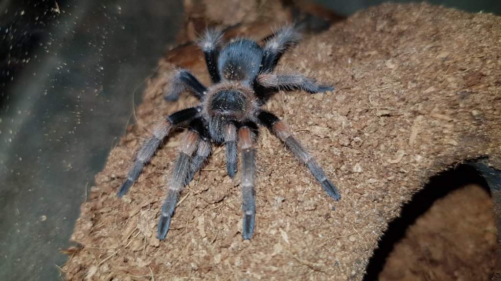 Brachypelma Hamorii | Arachnoboards