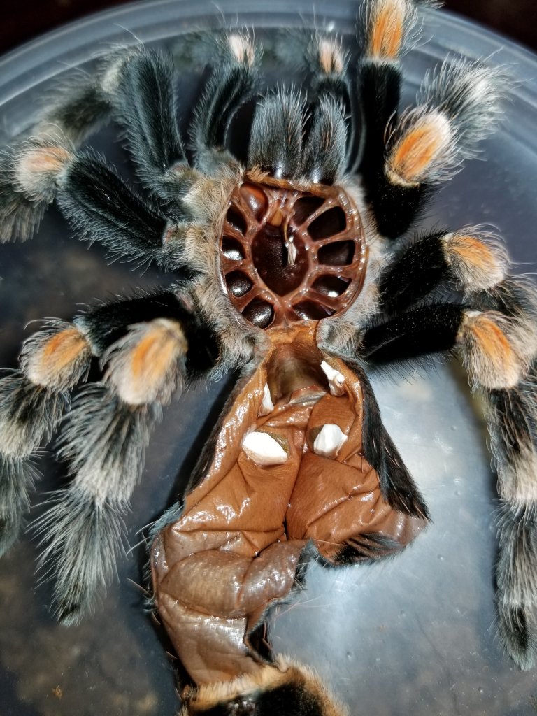 Brachypelma hamorii