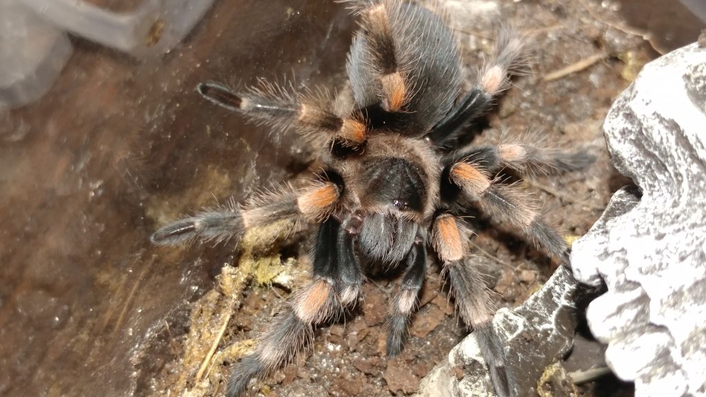 Brachypelma hamorii