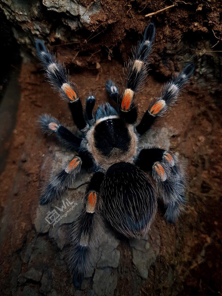 Brachypelma hamorii