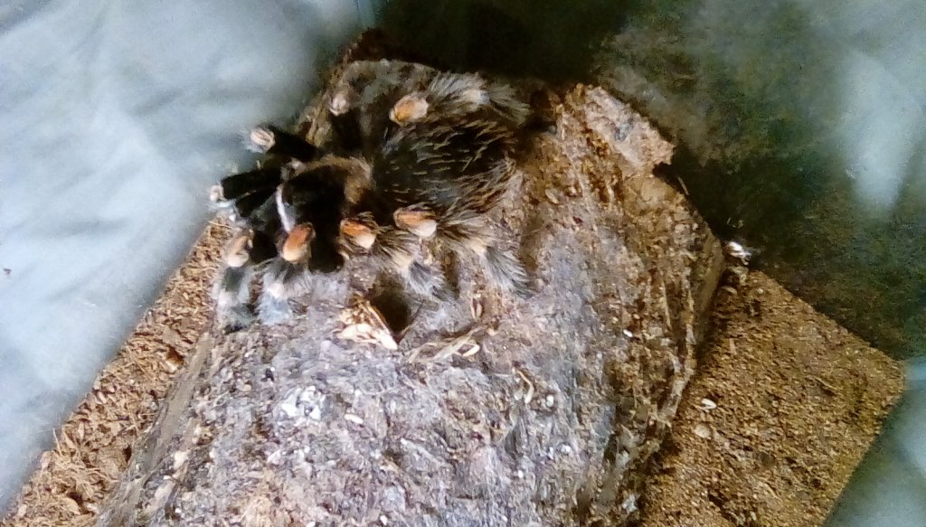 Brachypelma hamorii