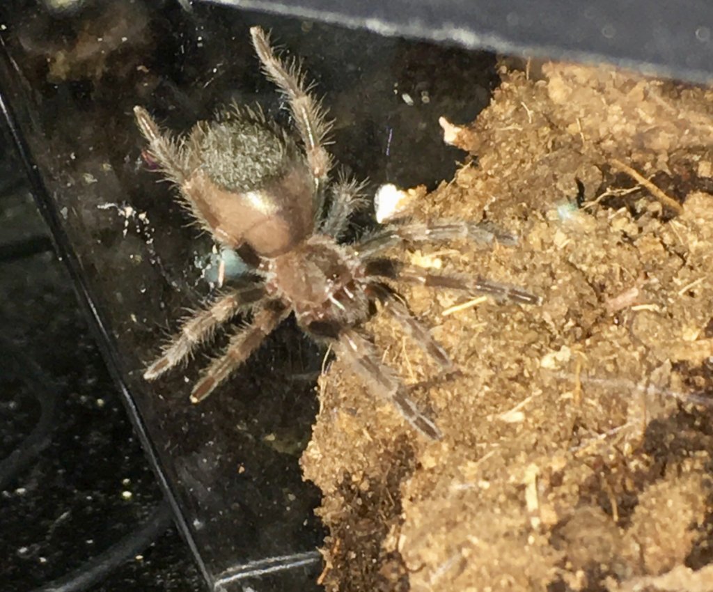 Brachypelma hamorii