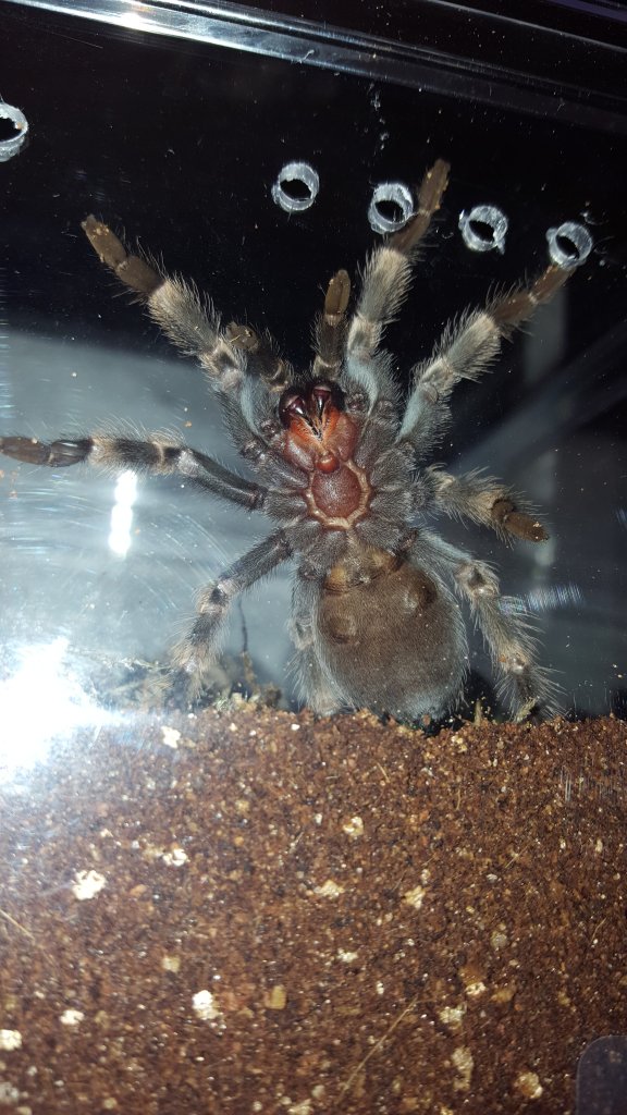 Brachypelma hamorii