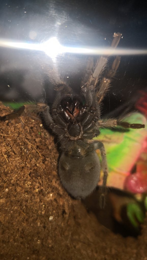 Brachypelma hamorii