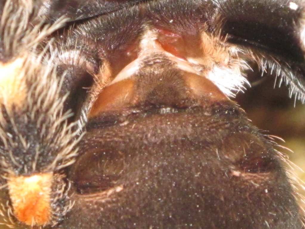 Brachypelma Hamorii