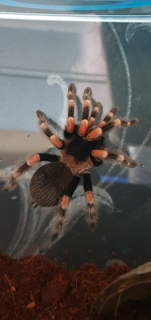 Brachypelma Hamorii | Arachnoboards