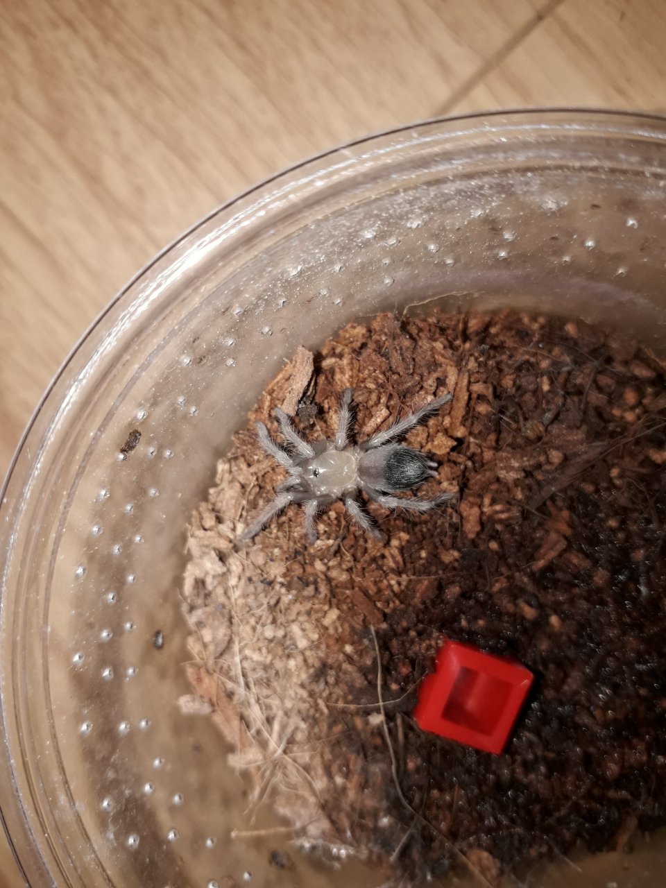 Brachypelma hamorii