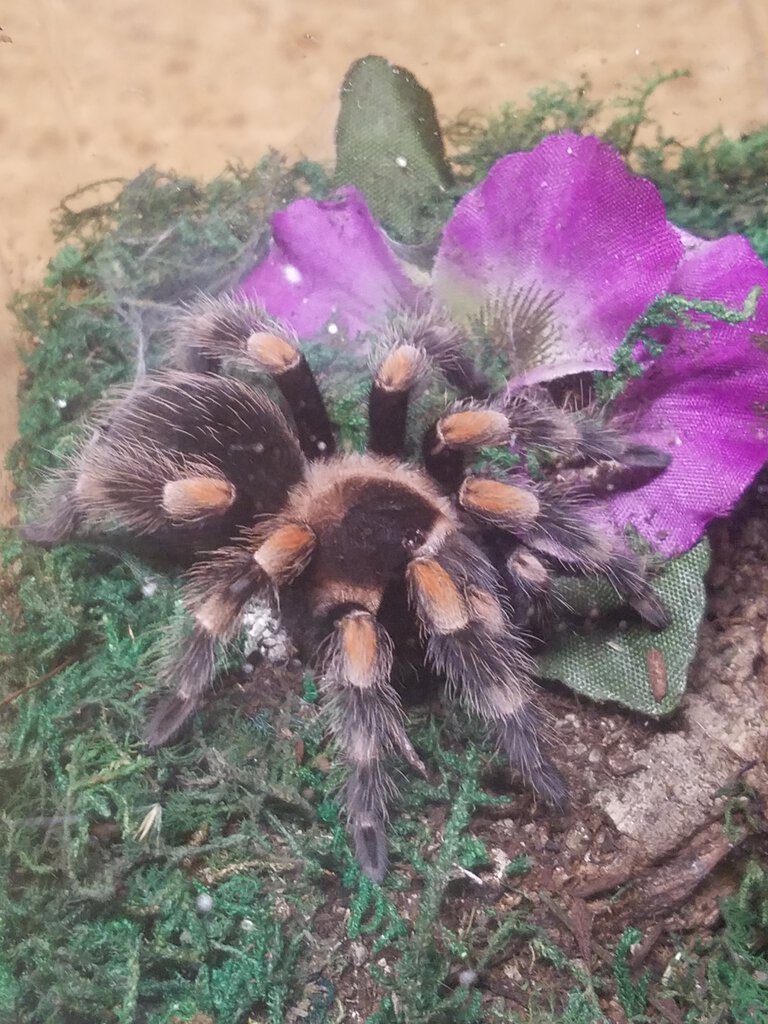 Brachypelma hamorii