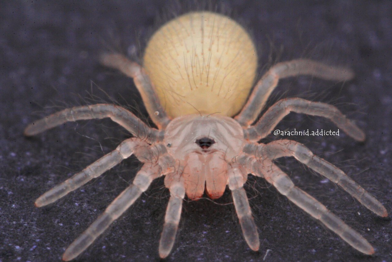 Brachypelma hamorii.