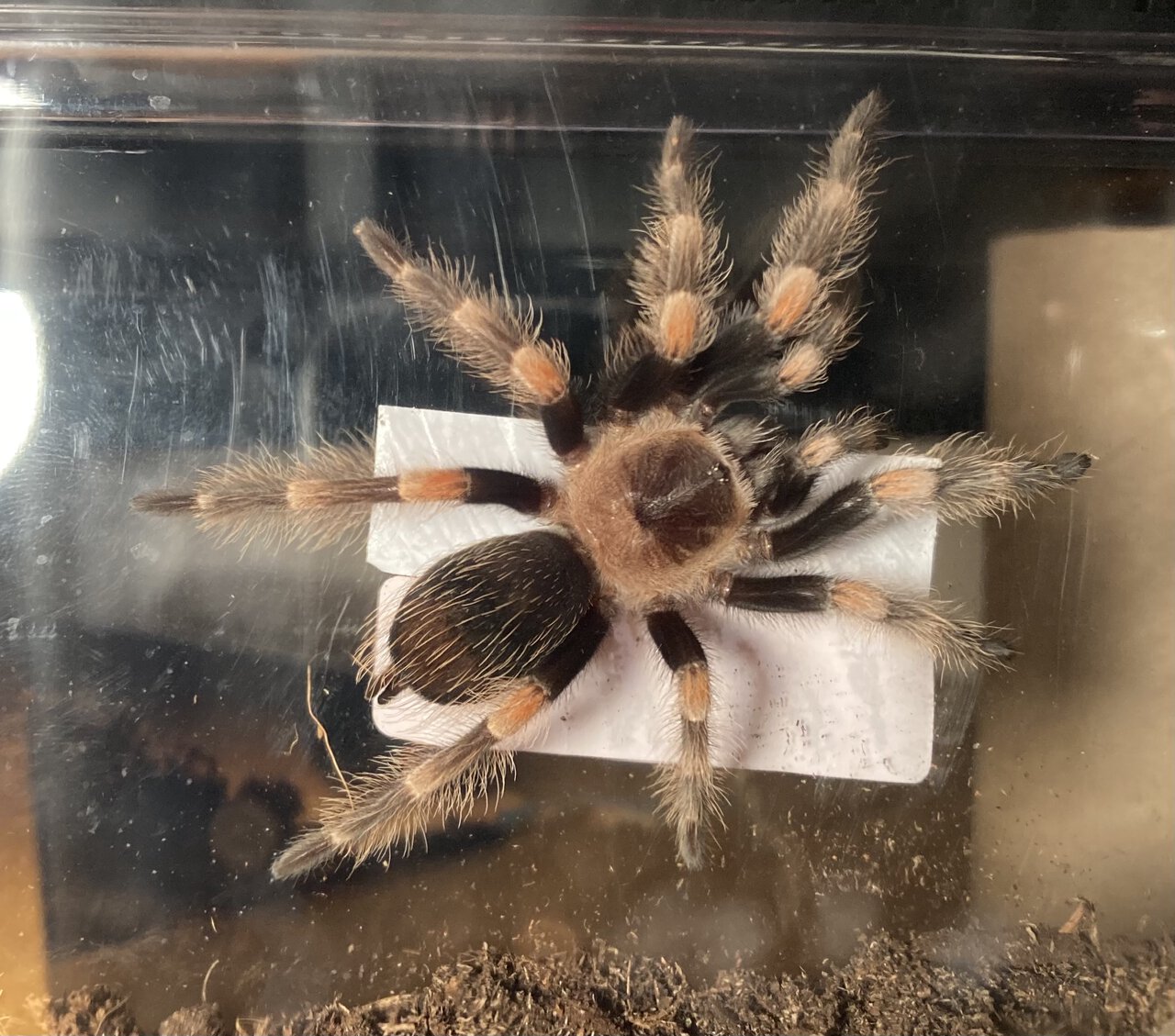 Brachypelma: Hamorii?