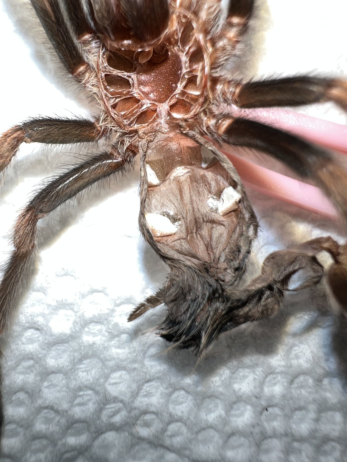 Brachypelma hamorii