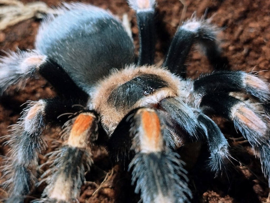 Brachypelma Hamorii