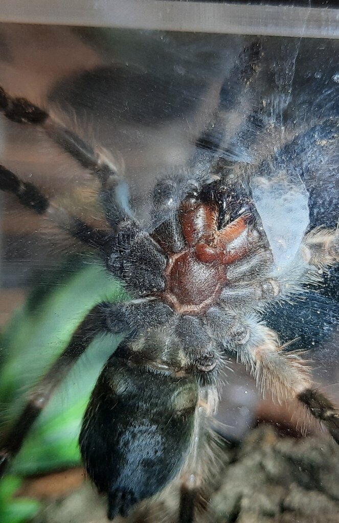 Brachypelma hamorii