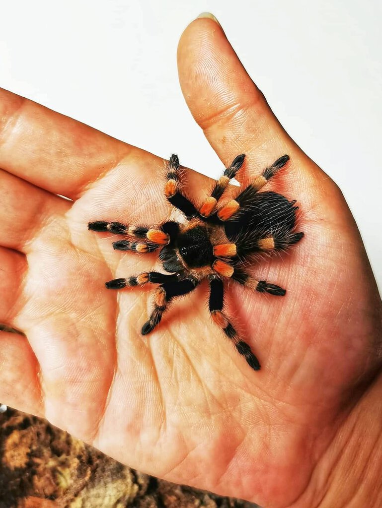 Brachypelma hamorii