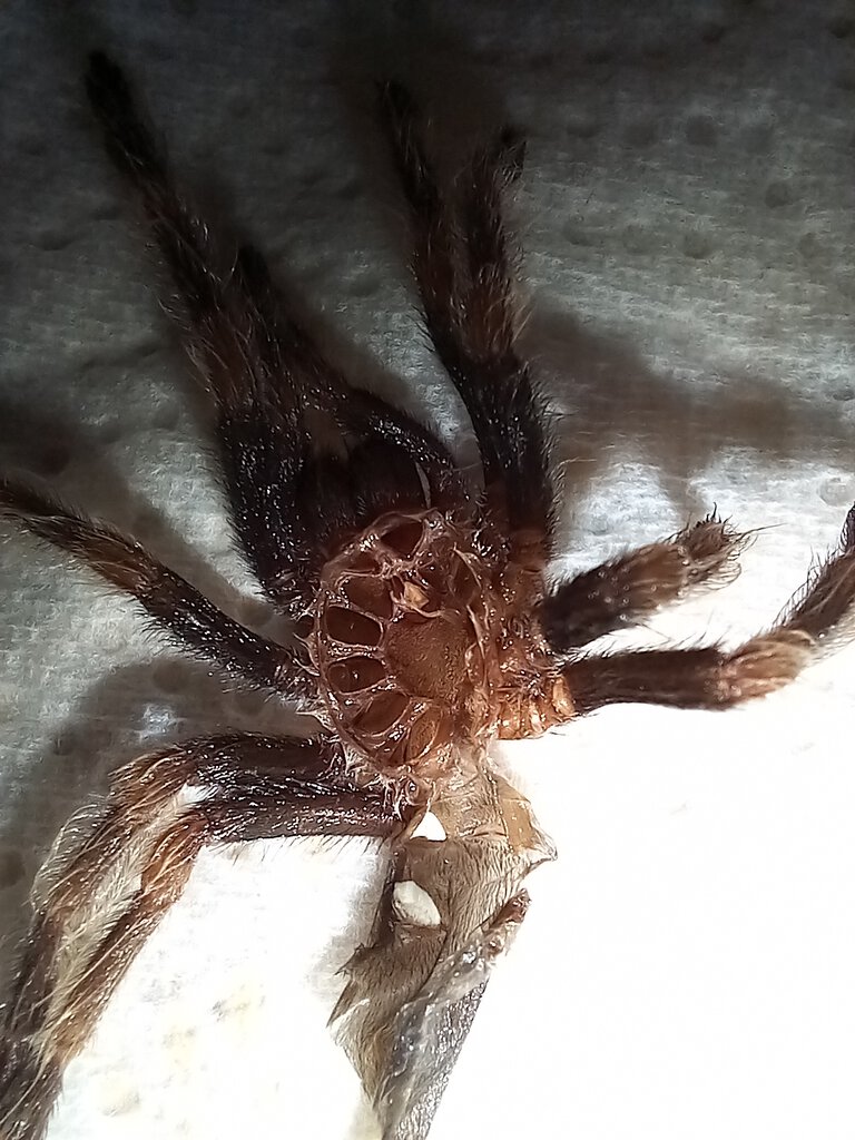 Brachypelma Hamorii 