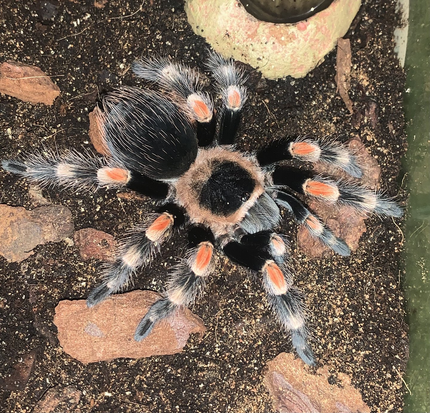 Brachypelma hamorii