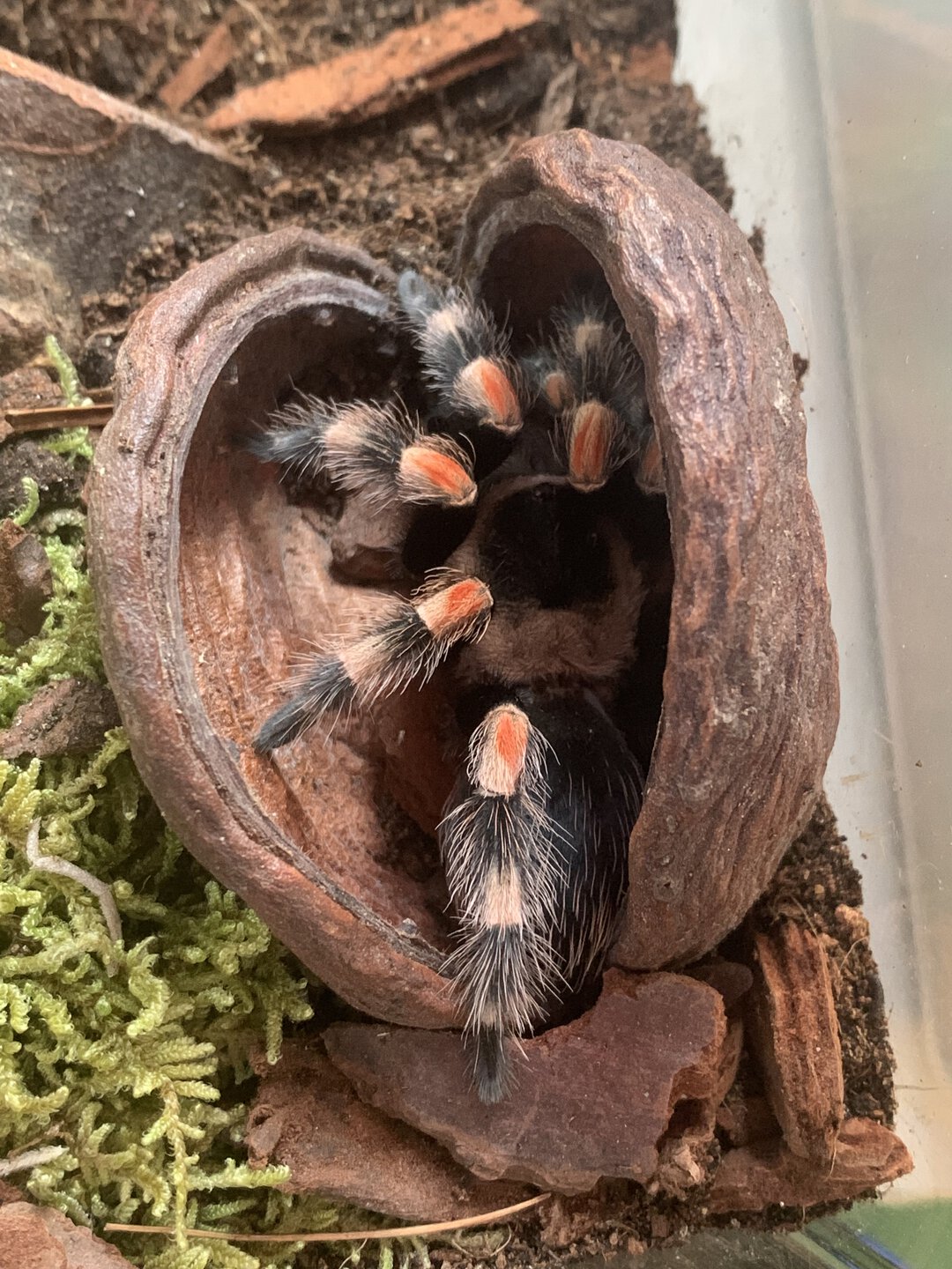 Brachypelma hamorii