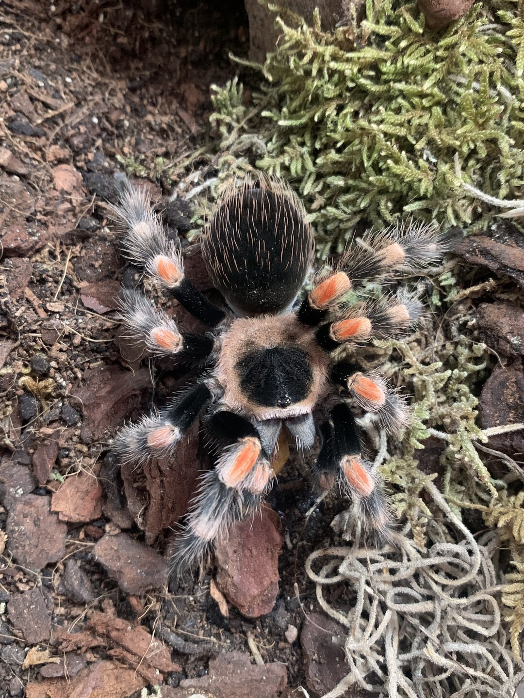 Brachypelma hamorii