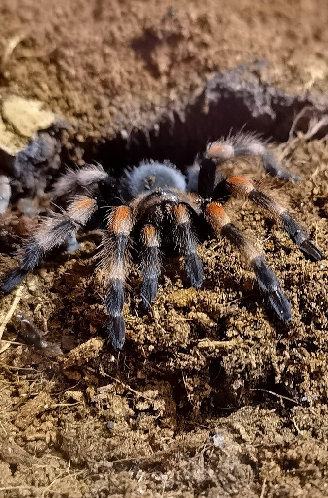 Brachypelma hamorii