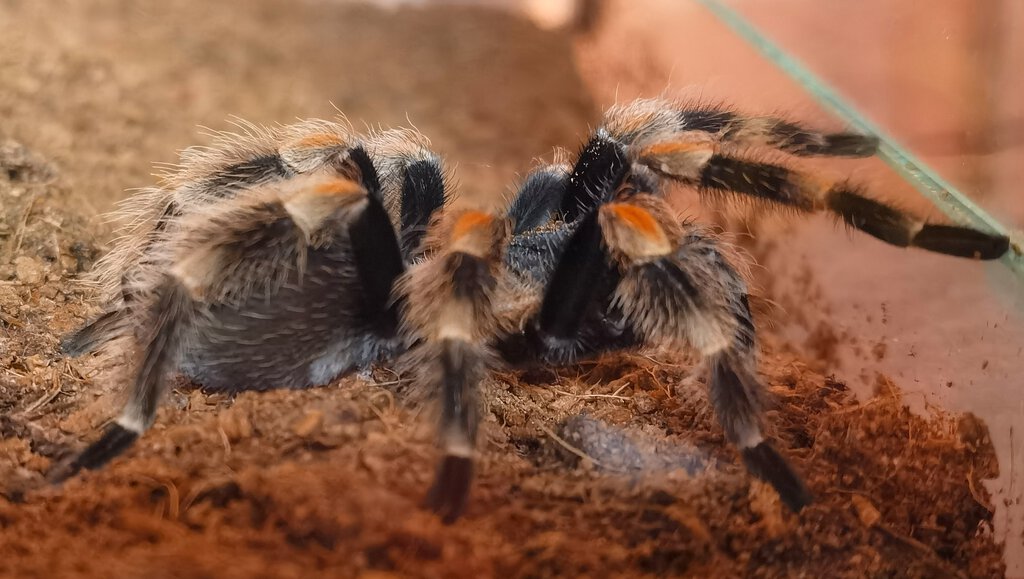 Brachypelma hamorii