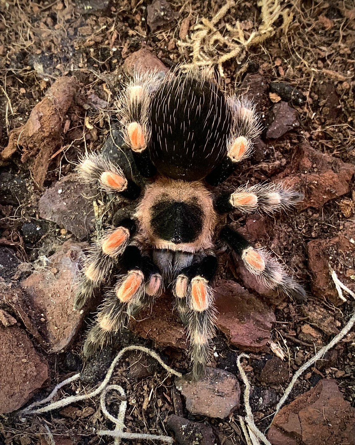 Brachypelma hamorii