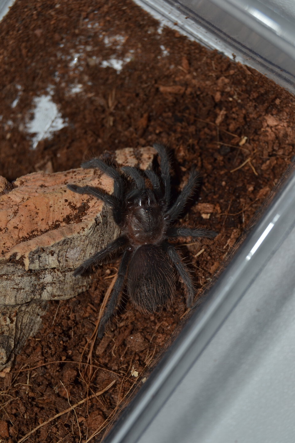 Brachypelma kahlenbergi 0,1