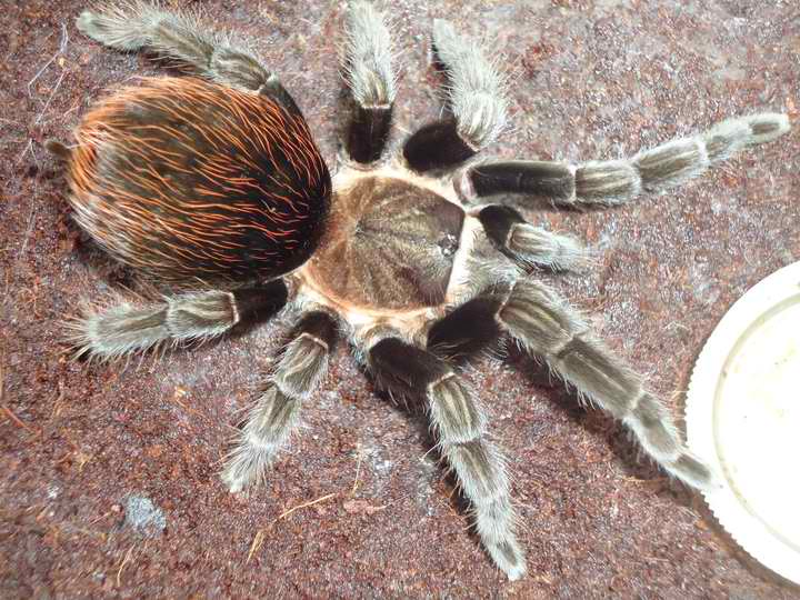 Brachypelma Kahlenbergi