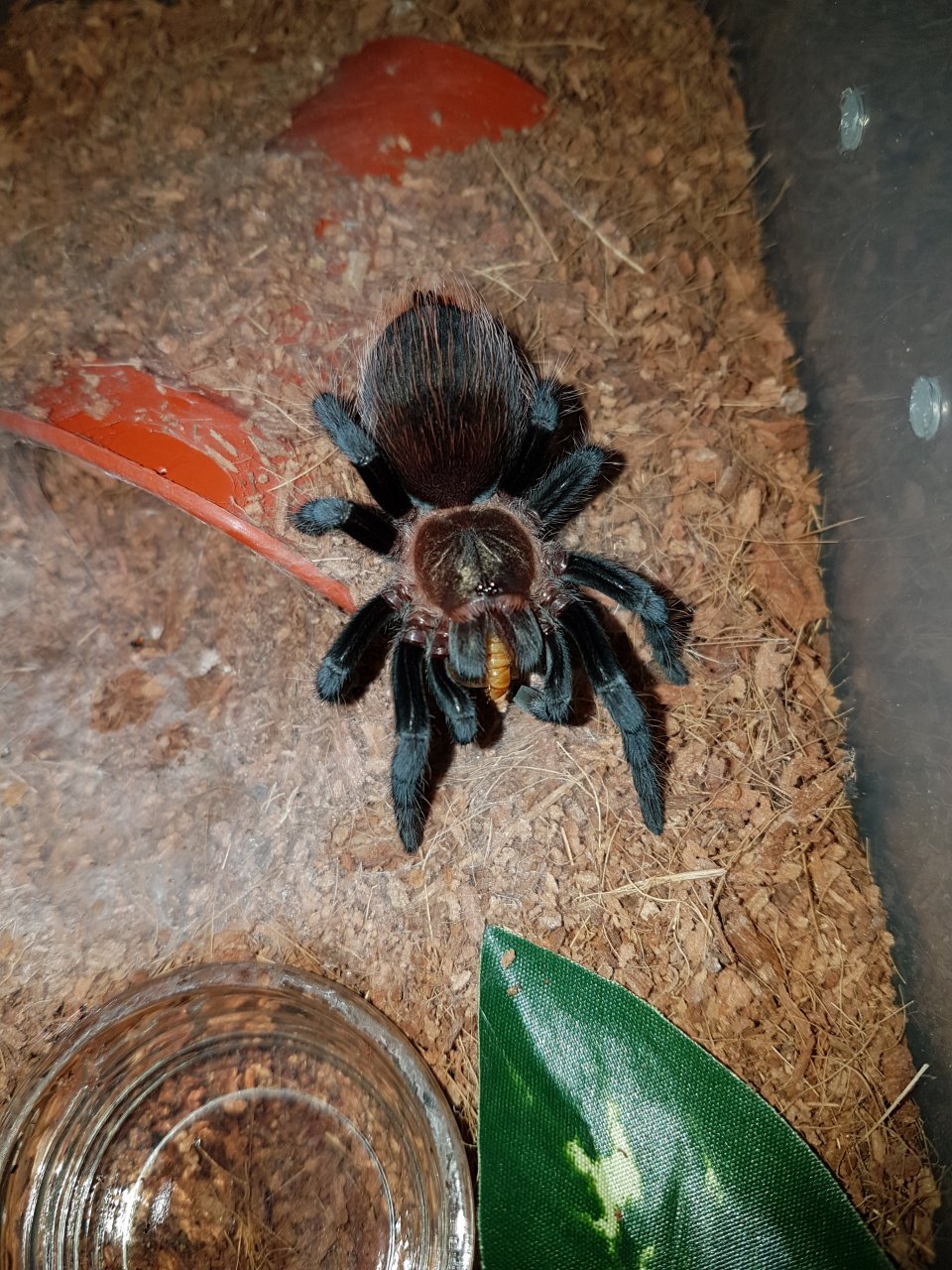 Brachypelma kahlenbergi