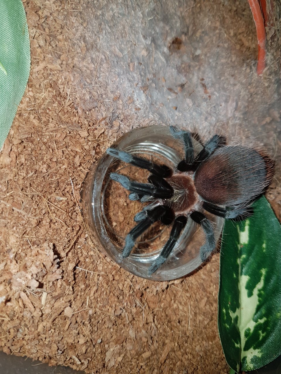 Brachypelma kahlenbergi