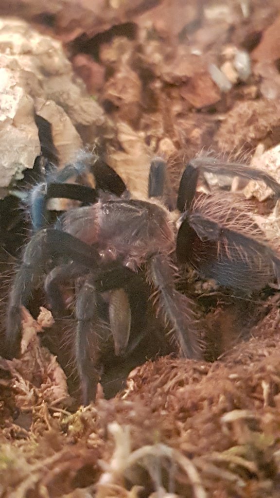 Brachypelma kahlenbergi