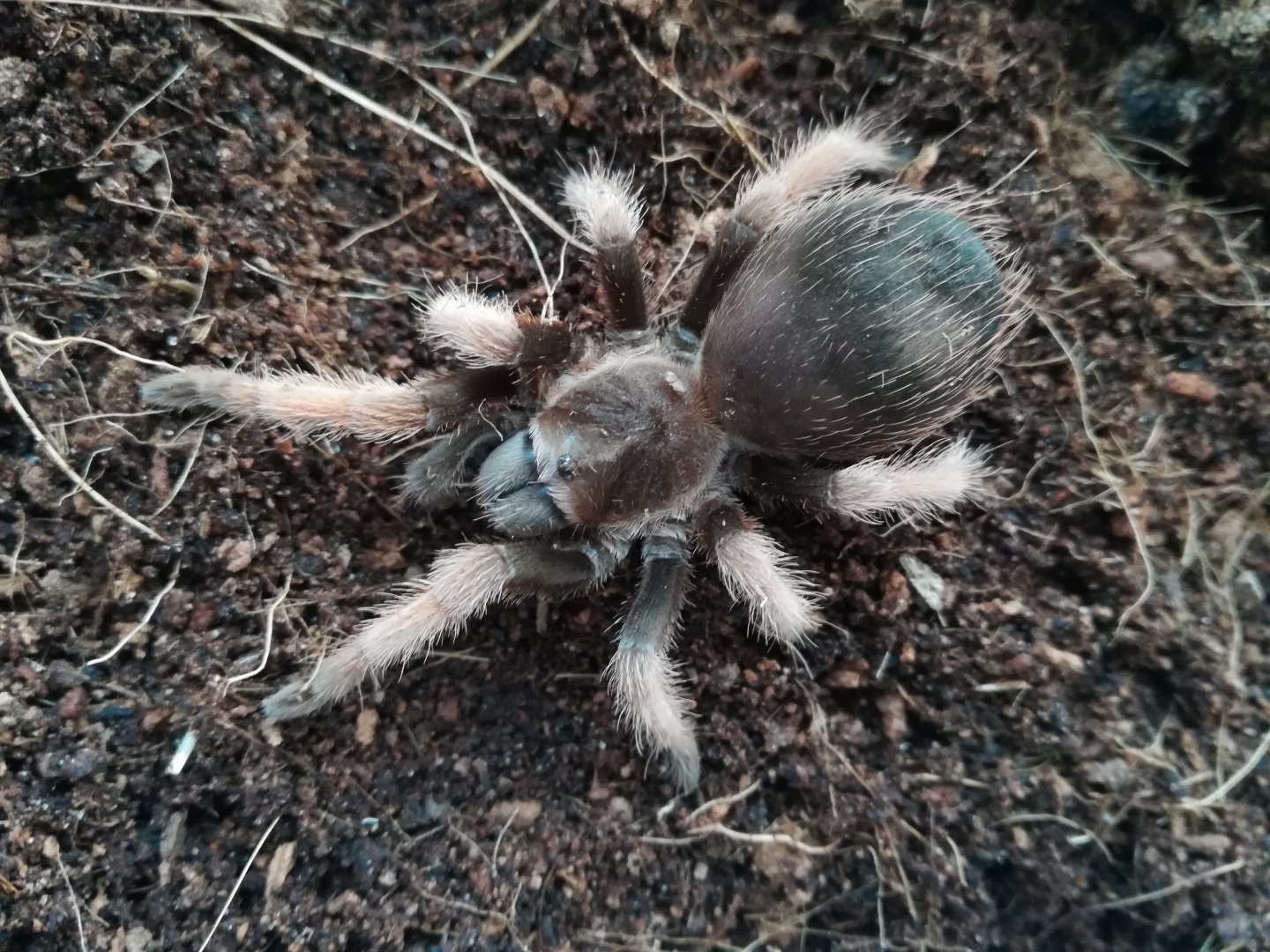 Brachypelma klaasi 0,1