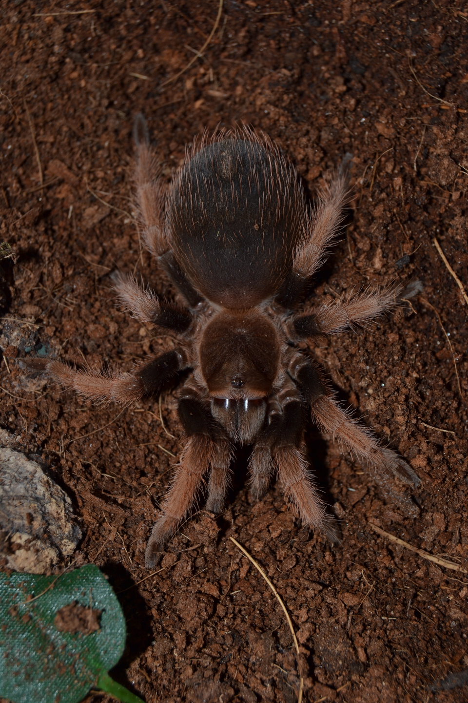 Brachypelma klaasi 0,1