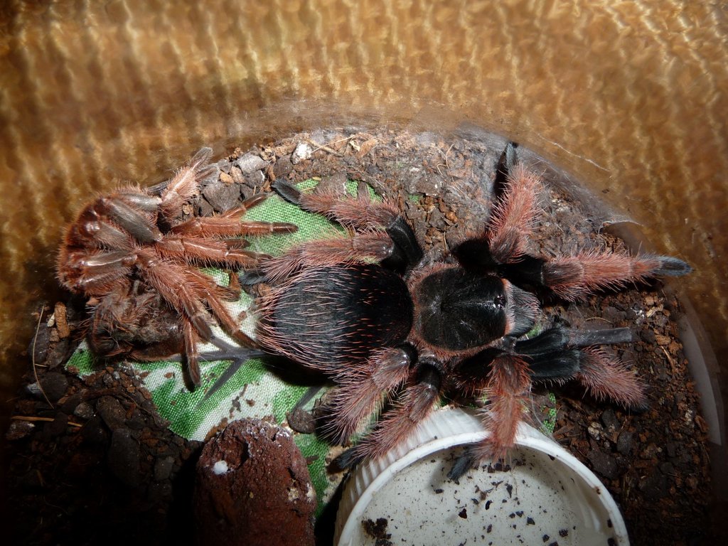 Brachypelma klaasi; 2.5 DLS; Molt Date 5-28-17