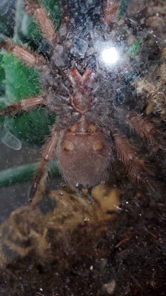 Brachypelma klaasi 2.5"