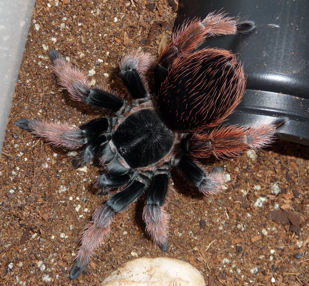 Brachypelma klaasi; 4" DLS; molt date 5-30-18; photo'd 6-1-18