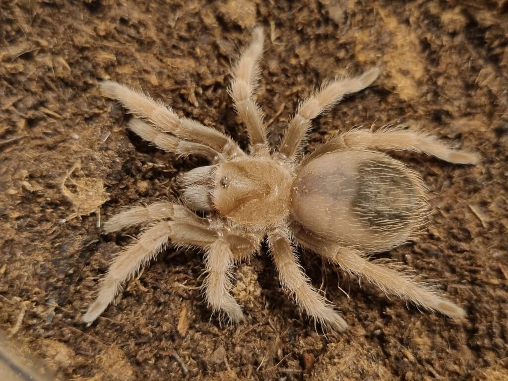 Brachypelma klaasi juvenile 0,1