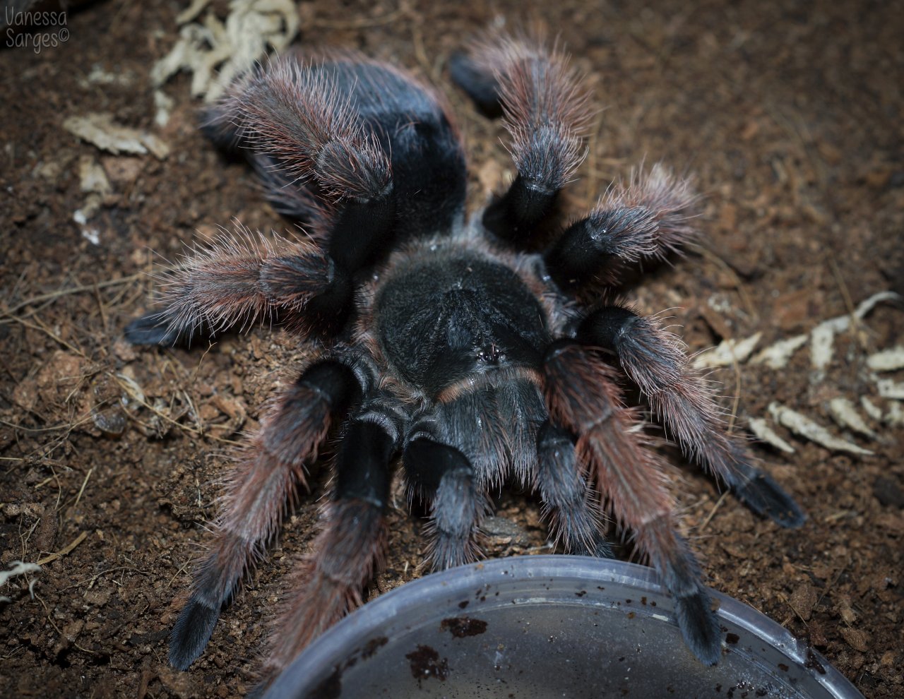 Brachypelma klaasi Juvenile/Sub-Adult Female