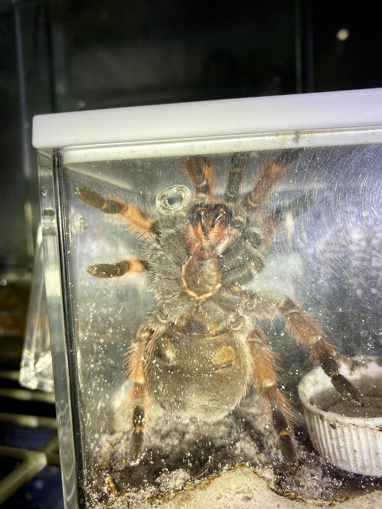 Brachypelma klaasi, male or female?