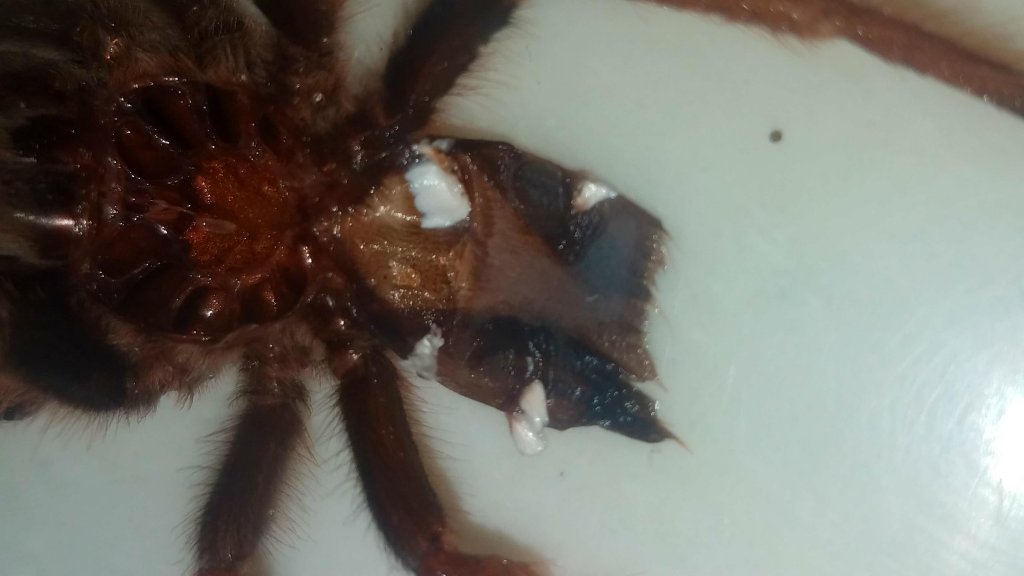 brachypelma klaasi molt