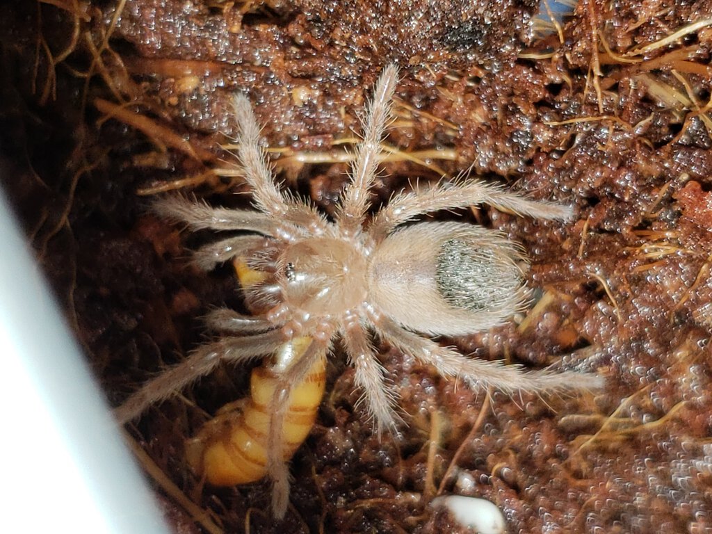 Brachypelma Klaasi Sling (Rosen)