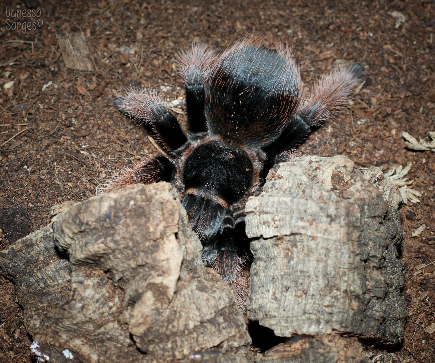 Brachypelma Klaasi Sub-Adult Female | Arachnoboards