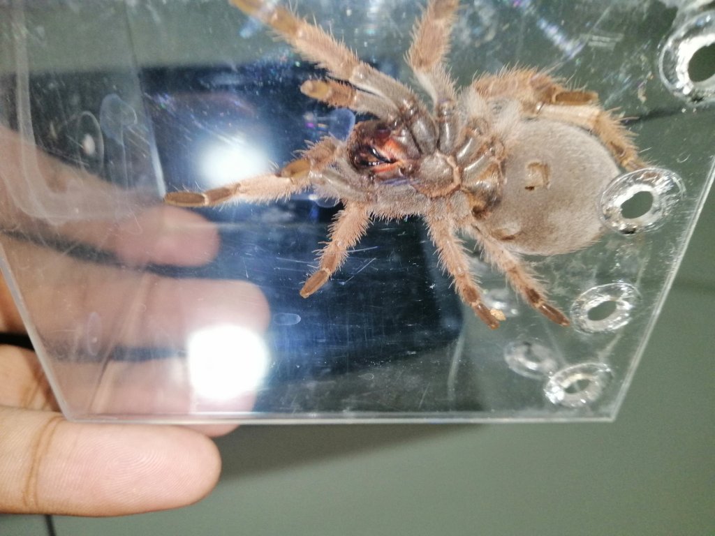 Brachypelma klaasi [ventral sexing]