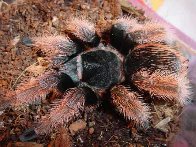 Brachypelma klaasi