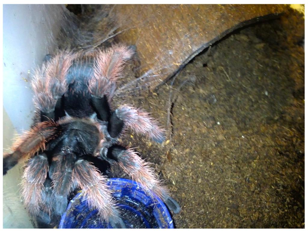 Brachypelma Klaasi | Arachnoboards