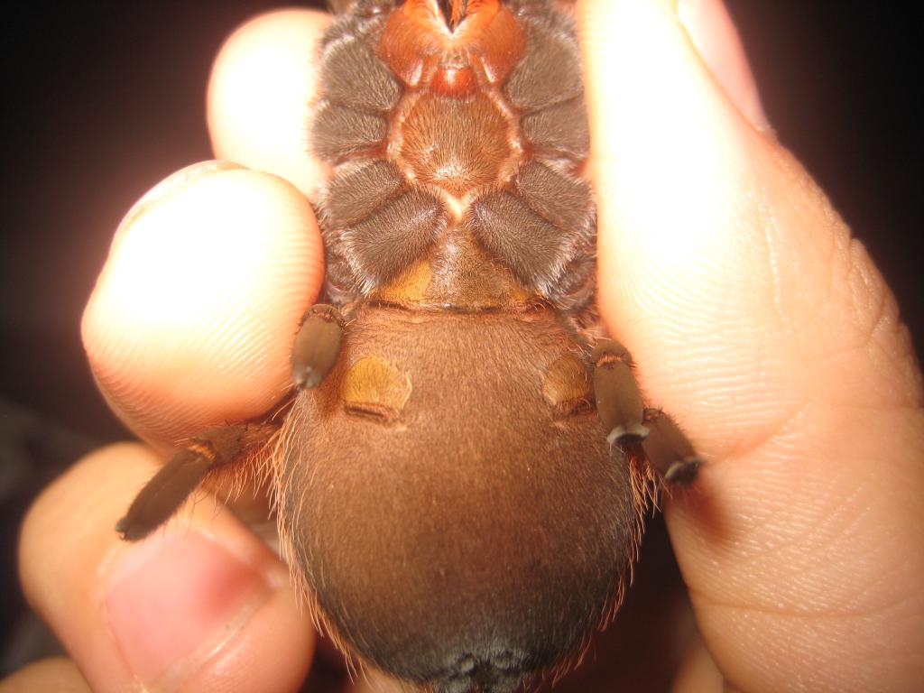 Brachypelma klaasi