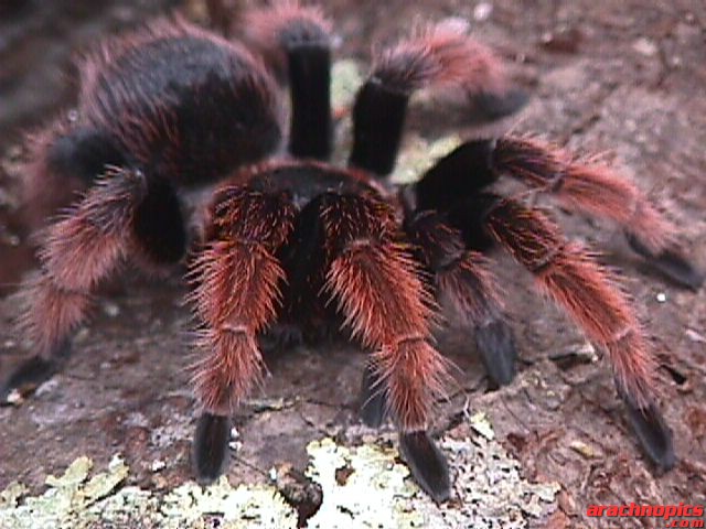 Brachypelma klaasi | Arachnoboards