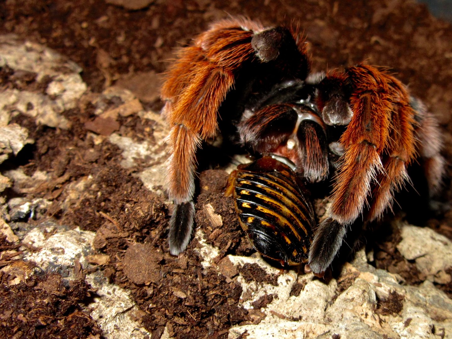 Brachypelma klaasi