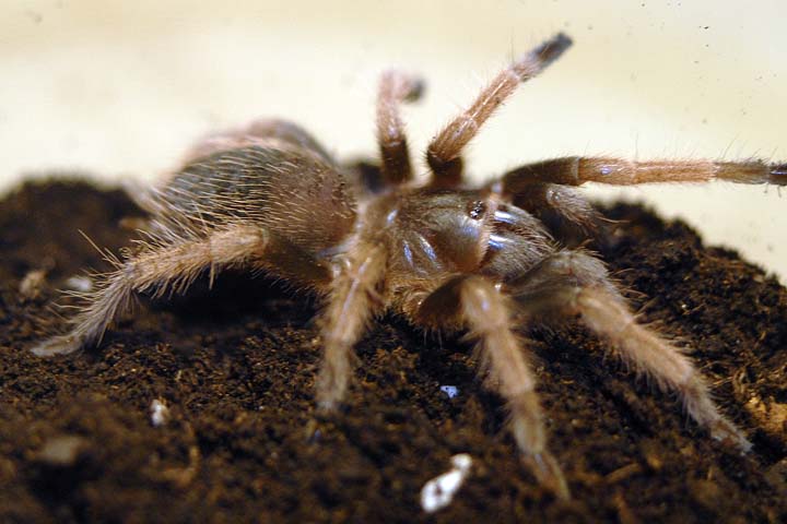 Brachypelma klaasi | Arachnoboards