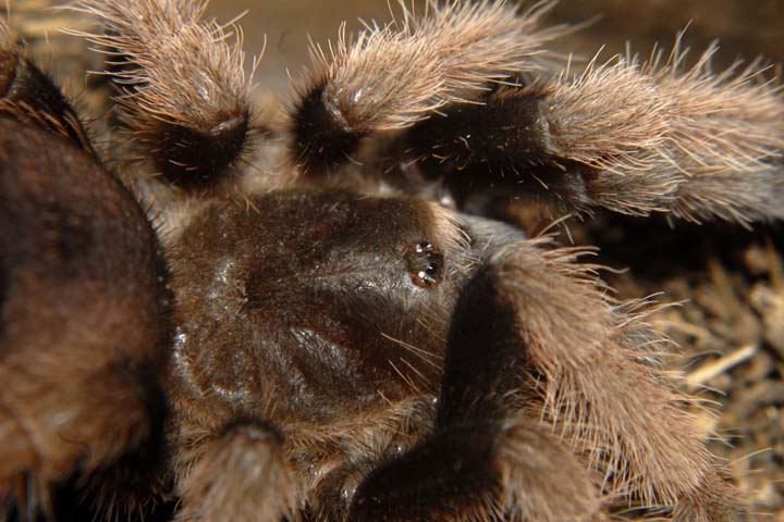 Brachypelma klaasi | Arachnoboards